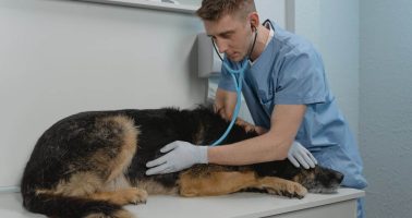 Rusya'da veterinerlik eğitimi alan öğrenci